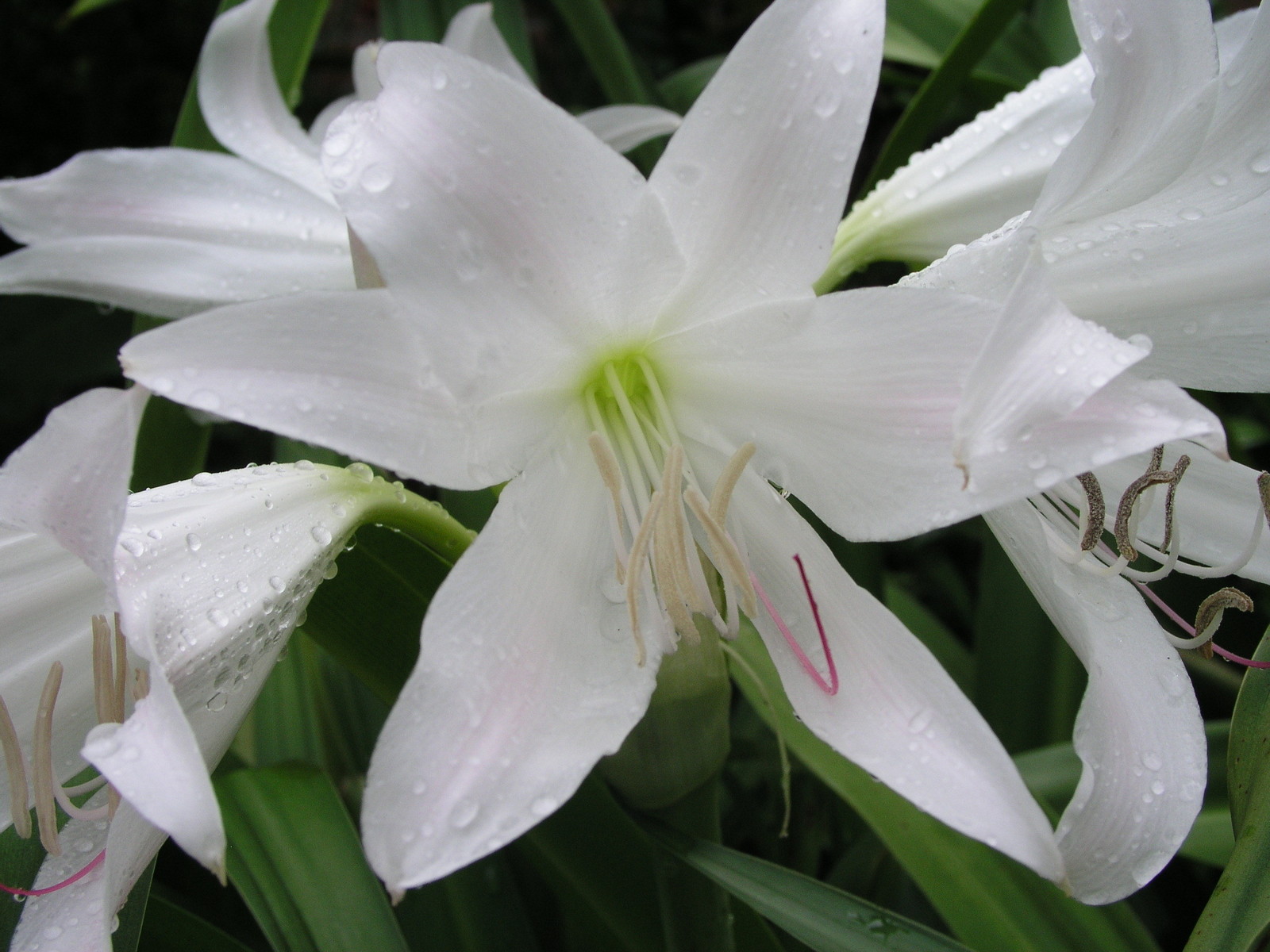 Crinum Lily, GRAB BAG, 20 bulbs, 6 types – 50% off
