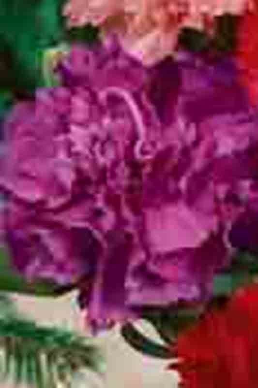 CARNATION AUTUMN MIX 100 SEEDS RARE DIANTHUS CHABAUD FLOWERS DOUBLE BLOOMS USA