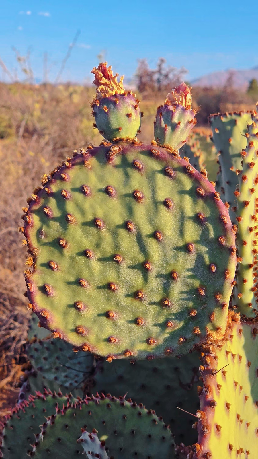 2 Opuntia rufida Cactus: Blind Prickly Pear, Sunset Red-Brown Glochids 3-5″ pad