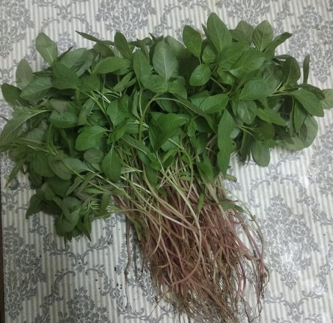 Sirukeerai Siru keerai Amaranthus polygonoides 500 mg seeds