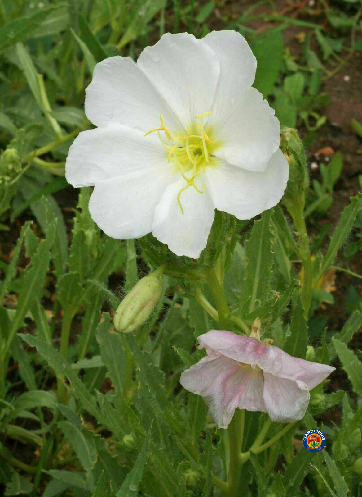 1oz White Evening Primrose Flower Seeds Oenothera pallida (40,000 Seeds)