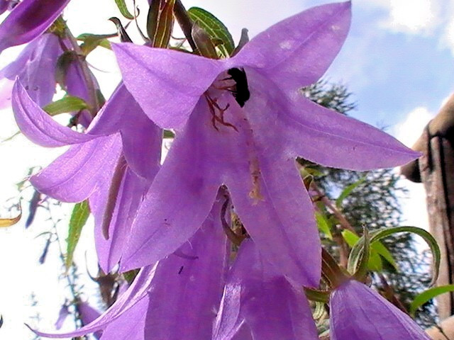 blue Rampion bellflower 200 seeds campanula rapuncloides, creeping bellflower