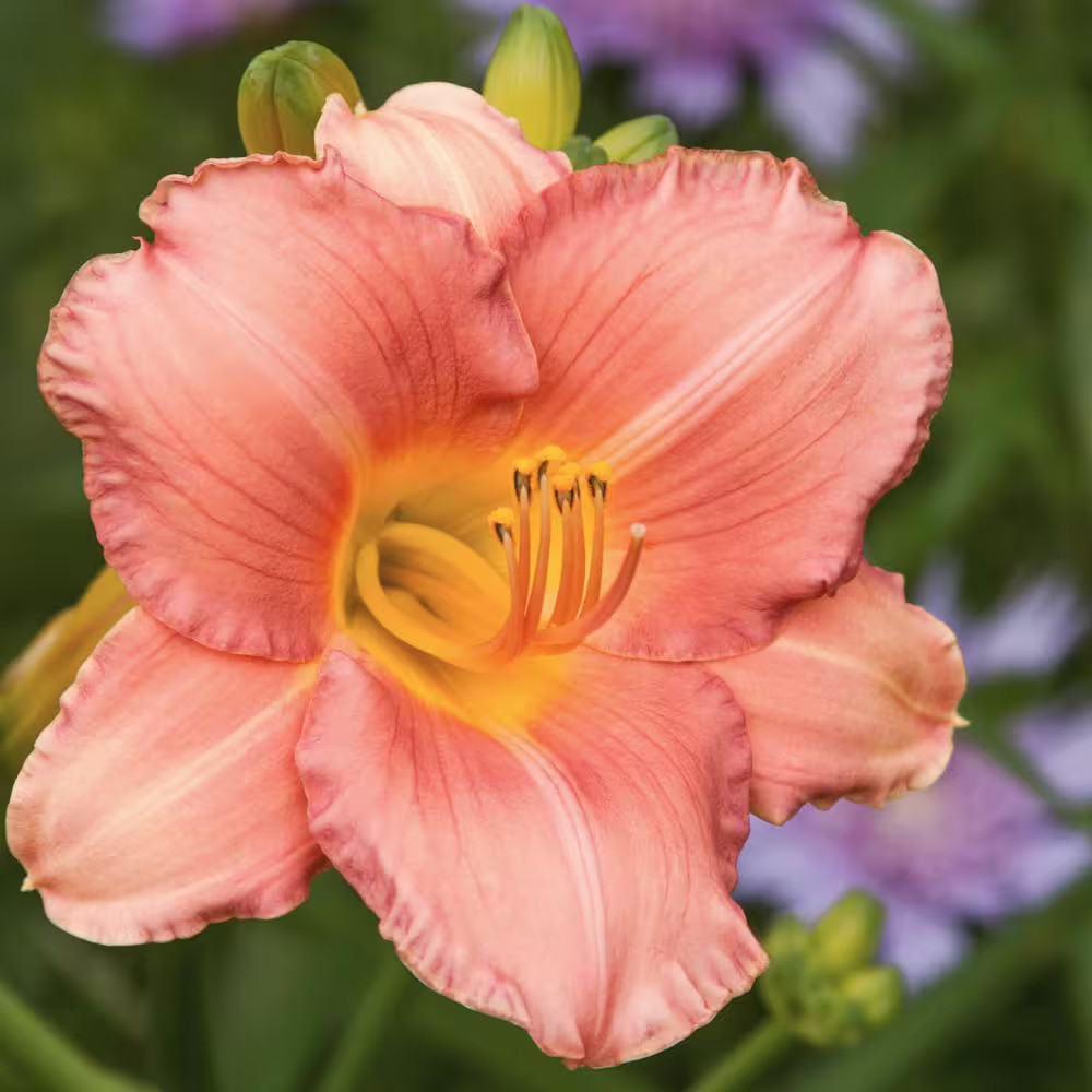 2 – MY MELINDA Daylily Perennial Flower Bulb Bare Root Plants * AWARD WINNER