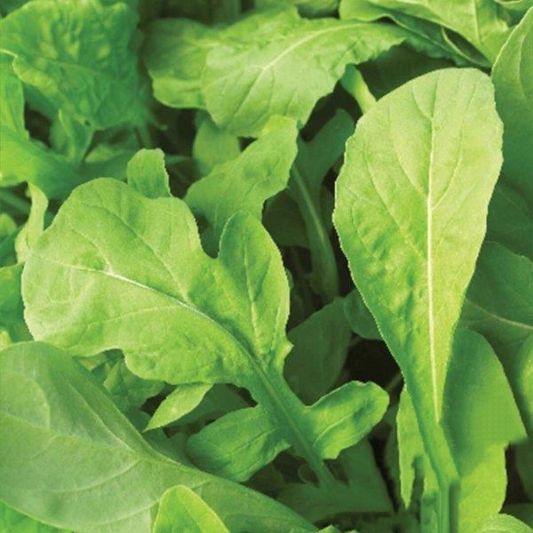 4000+ seeds | Astro Arugula Seeds | Non-GMO | Eruca sativa |