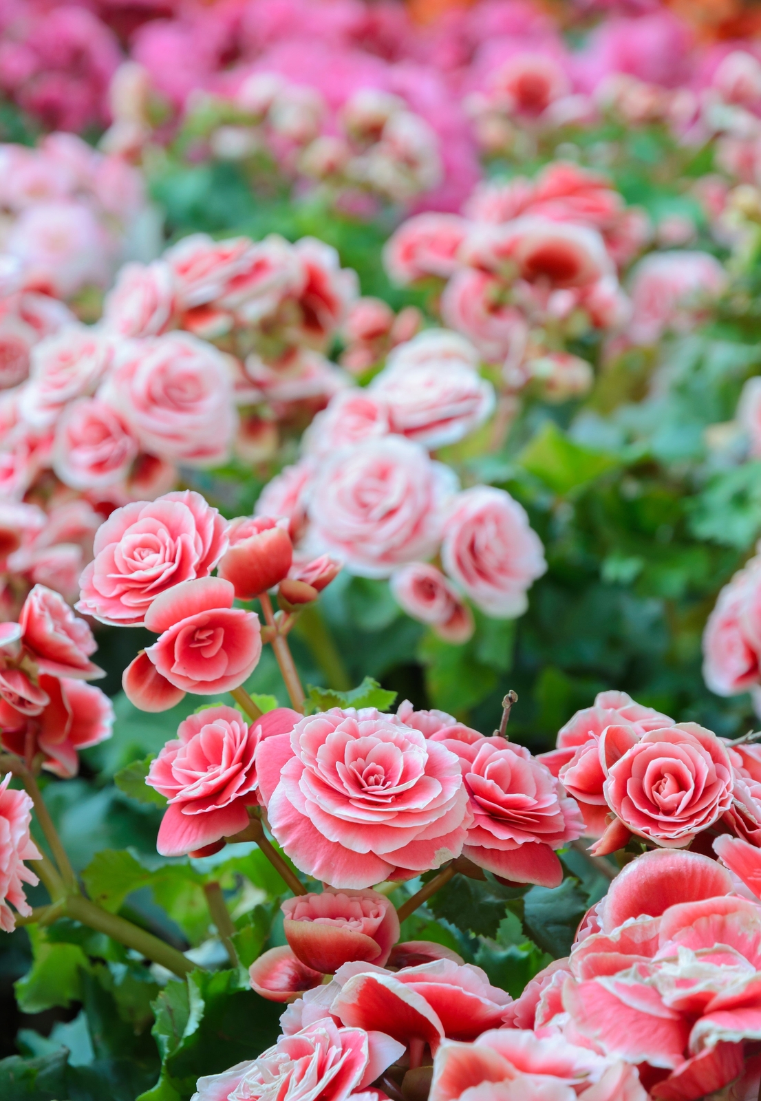 30 MIXED DOUBLE BEGONIA Tuberosa Tuberous Begonia Red Pink + Shade Flower Seeds