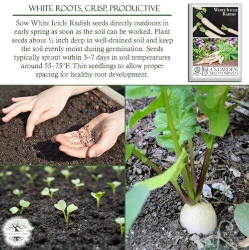 White Icicle Radish Seeds (Raphanus sativus)– 200+ Heirloom Non-GMO Seeds by