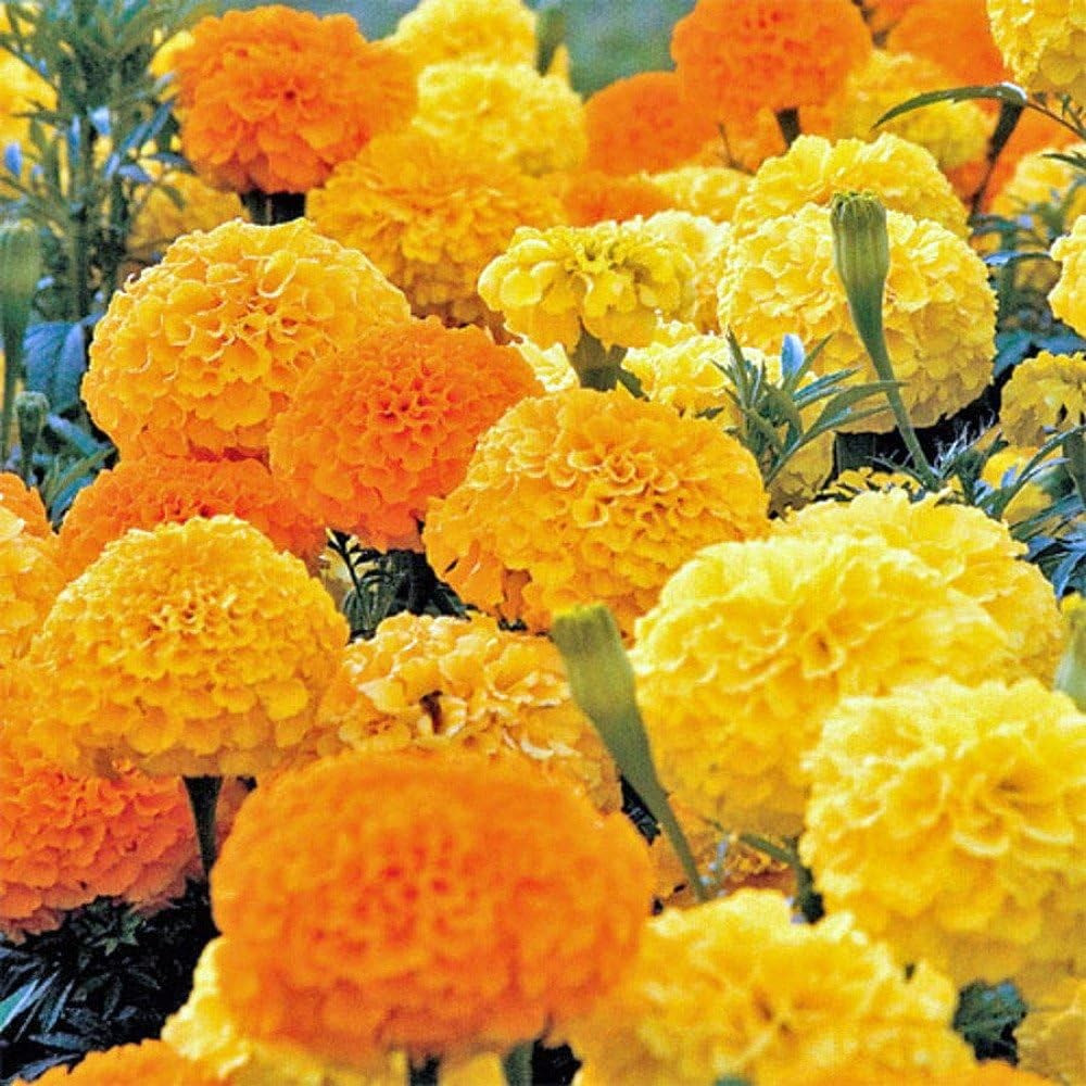 400+ AFRICAN MARIGOLD – CRACKERJACK MIX —- LARGE FLOWERS —- AAS AWARD WINNER