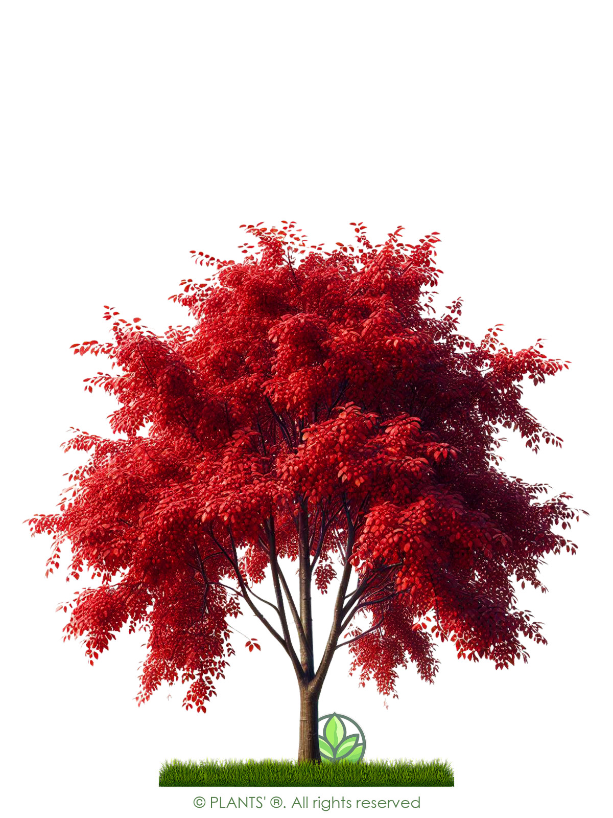 European Black Cherry Tree | Premium Seeds | Prunus padus ‘Fall’ | Plants’®
