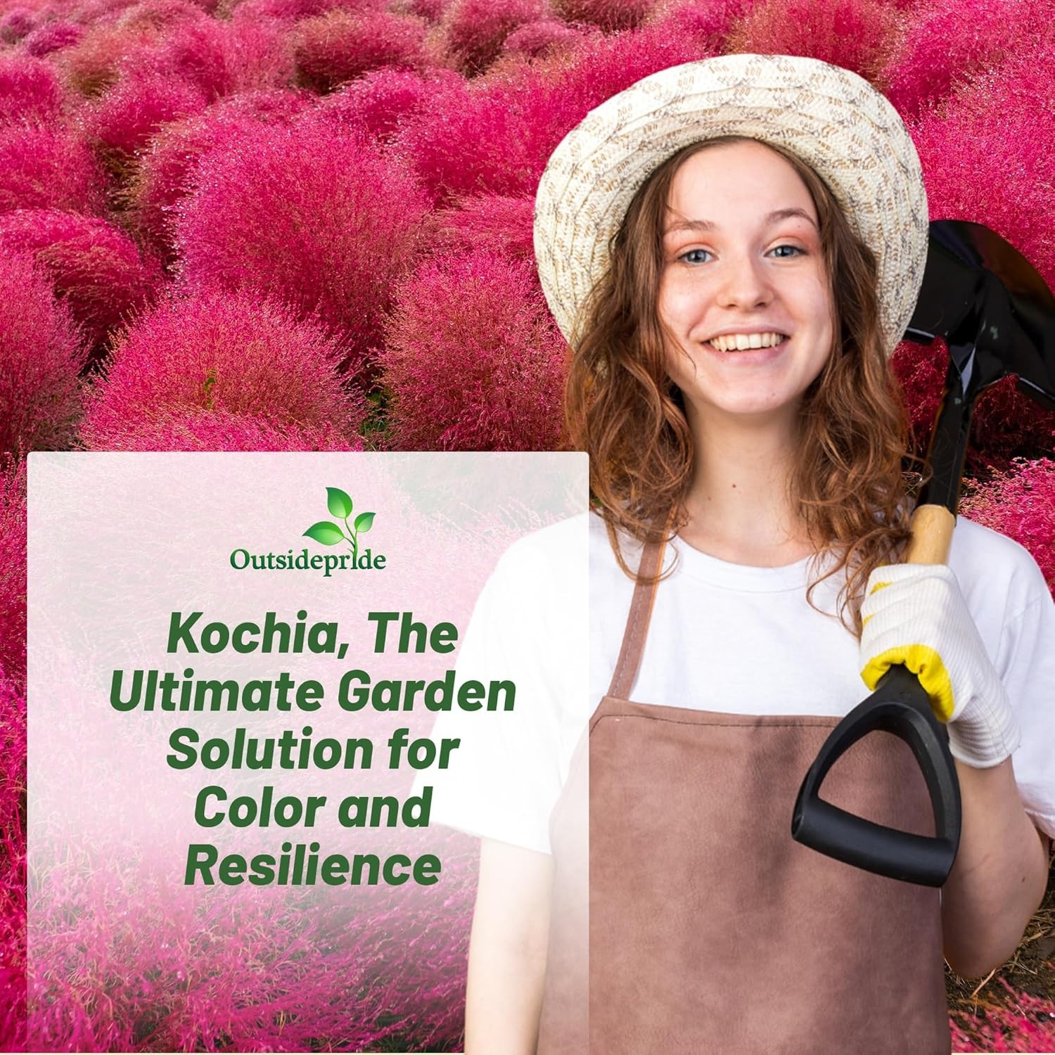 5000 Seeds Burning Bush Seeds – Kochia Trichophylla Burning Bush Flower Seeds