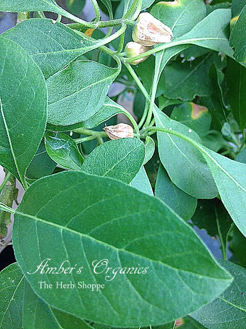 Organic Ashwagandha Seeds (Withania somnifera) Natural stress-relieving
