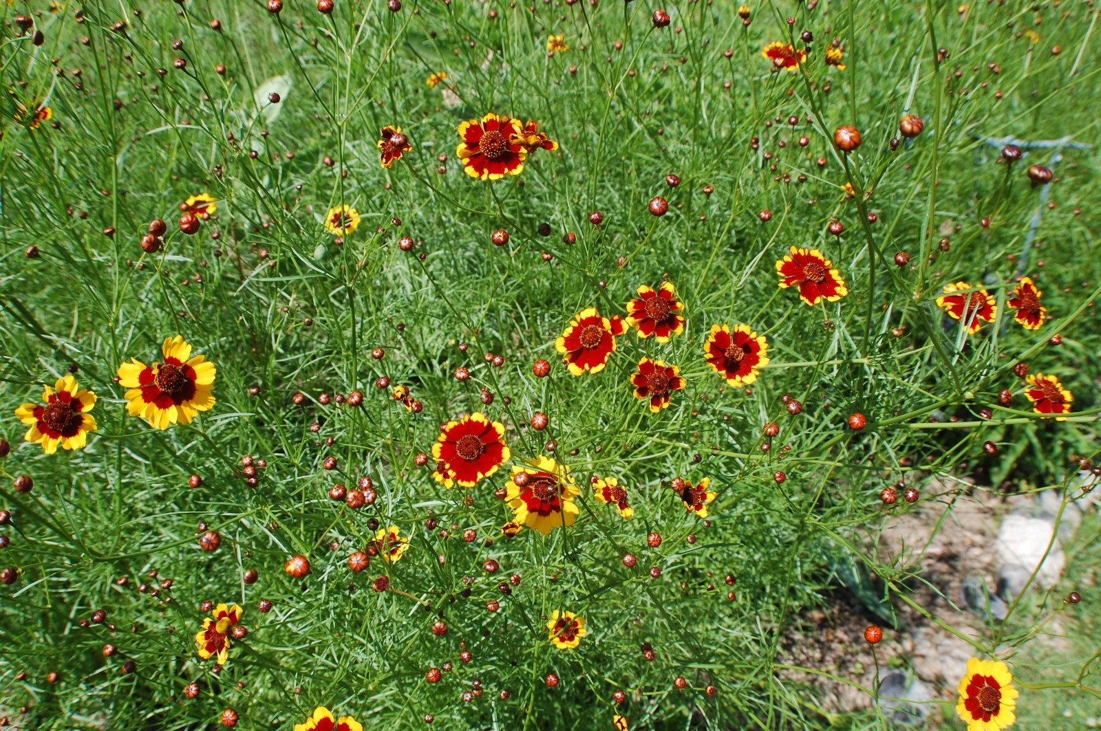 1 gram+ Coreopsis tinctoria Seeds/Tall Plains Coreopsis/Central US Native Plant