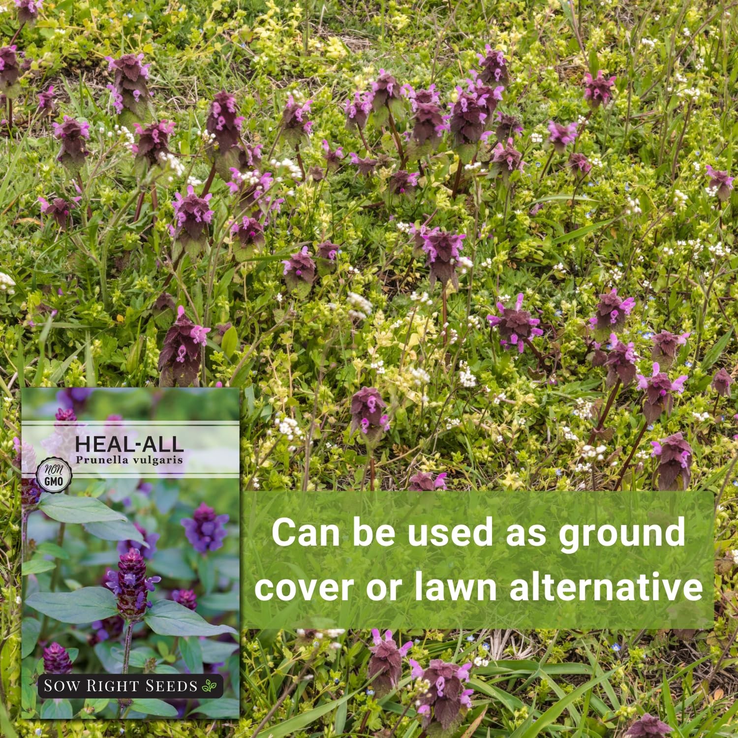 Heal-All Seeds for Planting – Non-GMO Medicinal Herb for Wildflower Gardens