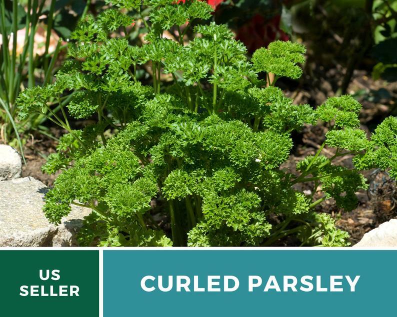 Parsley, Triple Curled- 200 Seeds – GMO Free (Petroselinum crispum)