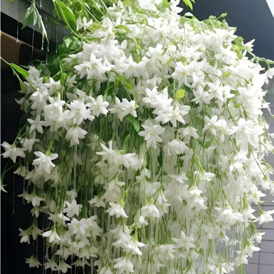 Climbing Weeping Jasmine Seeds for Planting, 300+Pcs Fragrant Climber Jasmine