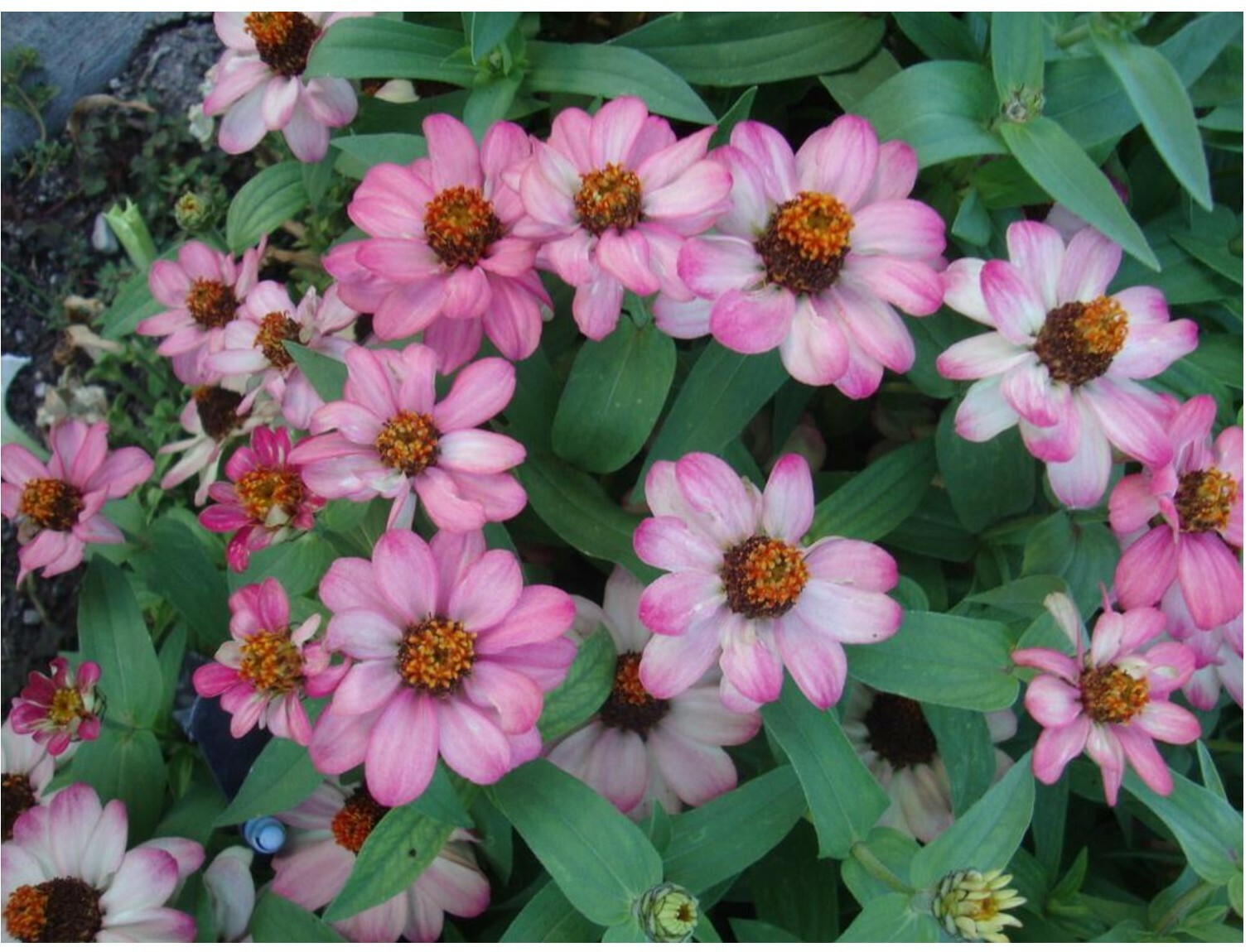 Annual Flower Seeds Zinnia White & Pink Zinnia Profusion Bloom 30 SEEDS