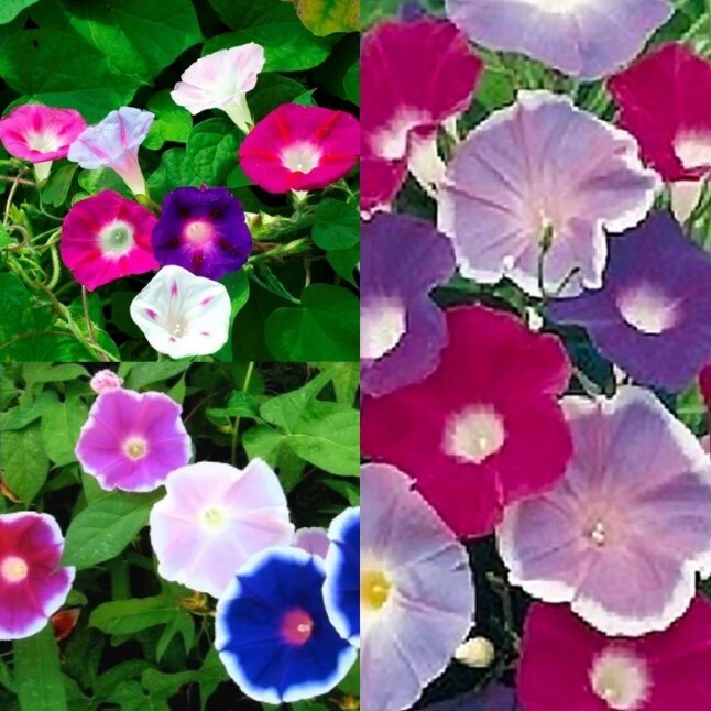 20 Morning GLORY Multi Color Flower Seeds Ascends up Trellis Fragrant Flower
