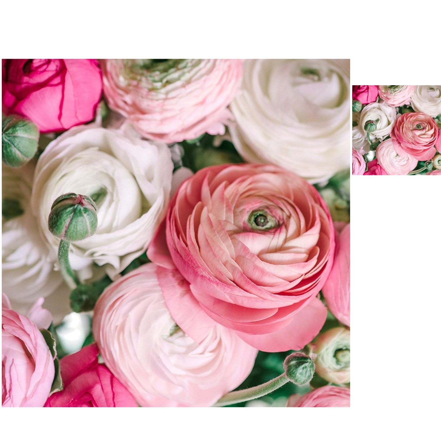 10 XL Heirloom Ranunculus Bulbs – Gorgeous Persian Buttercup Pastel Collection