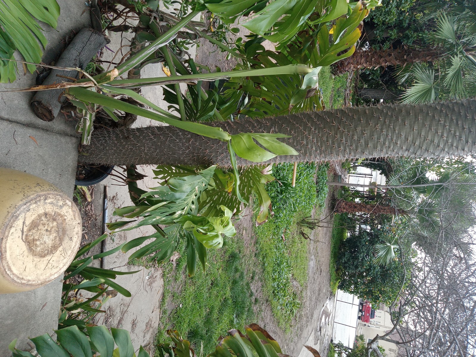 RARE (Pachypodium geayi) MADAGASCAR PALM TREE 12 feet tall