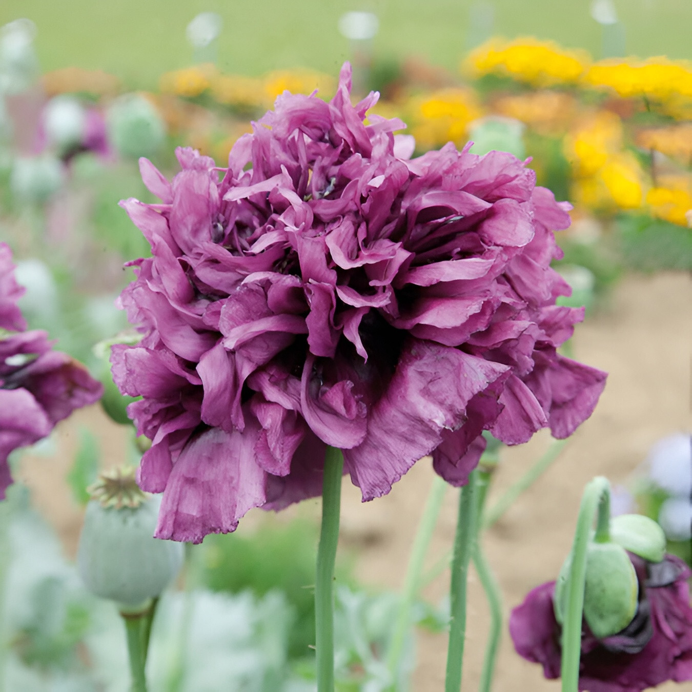 1,000 Violetta Blush Poppy Seeds – P.Somniferum – Giant Purple Heirloom Blooms