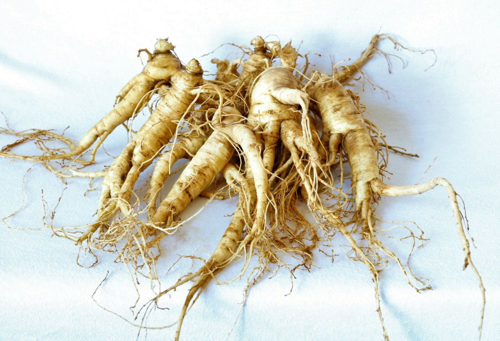 Ginseng Rootlets, Grow Your Own Wild Ginseng Seed from Root Stock! (3 Roots)