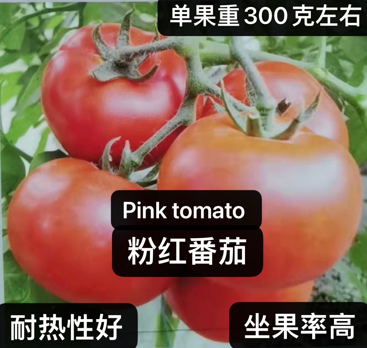 75Ct seeds set:Pink tomato,red& black cherry tomato75粒西红柿种子包：粉番茄，红&黑樱桃番茄各25粒2023