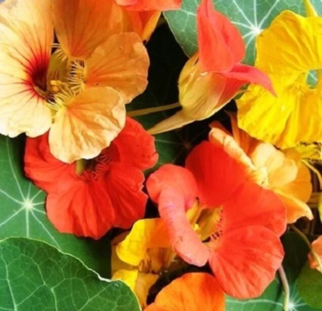 Landscaper’s Pack CLIMBING VINE MIX Colorful Climbers 6 Species 200 Seeds