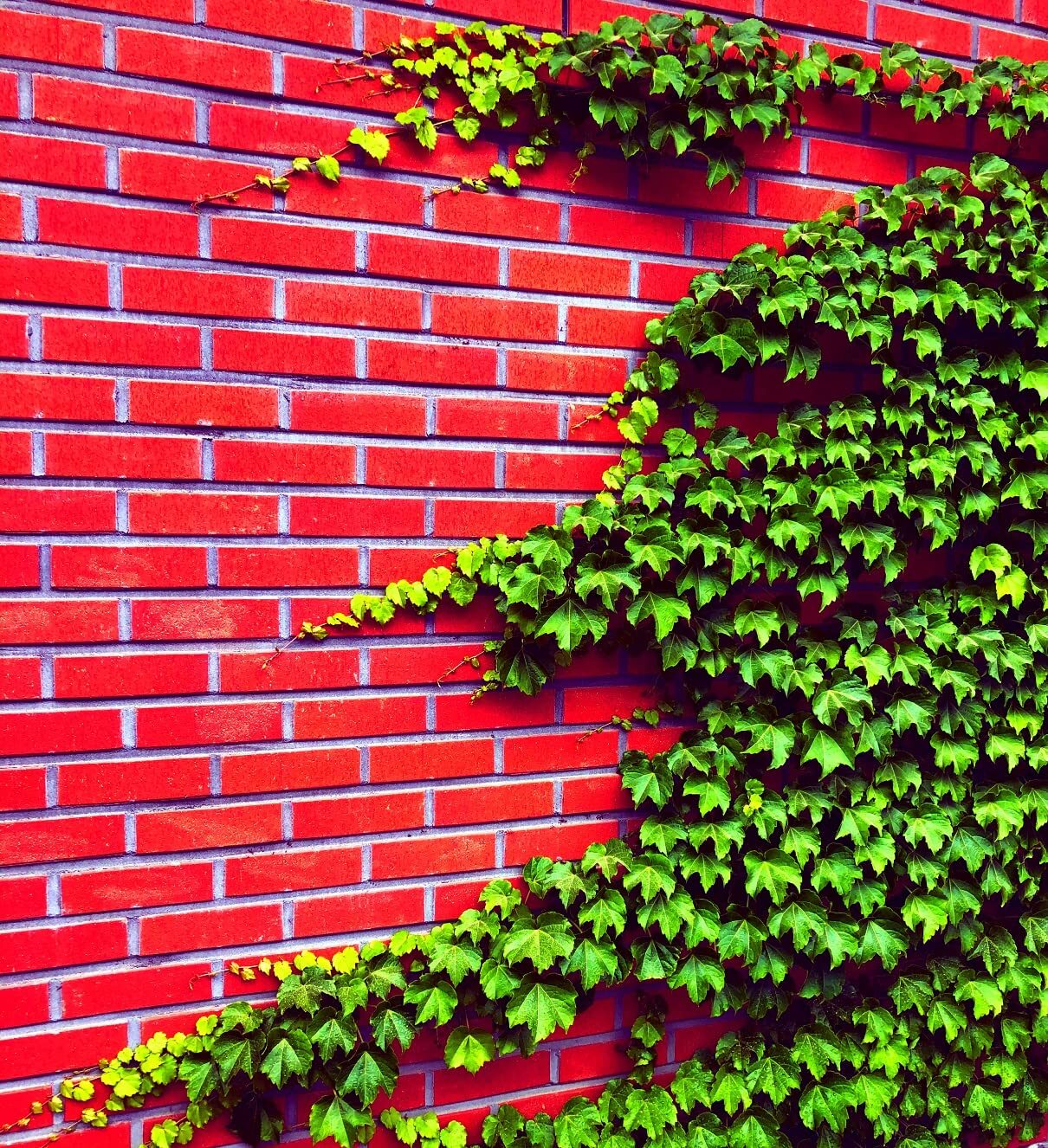 50 Boston Ivy Seeds for Planting – Easy to Grow Ivy Vine – Ships from Iowa, USA