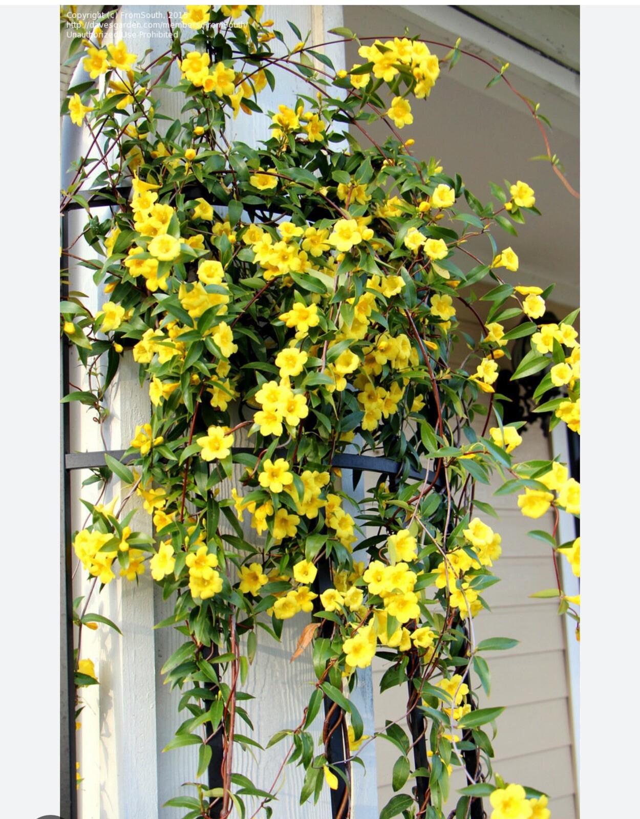 MARGARITA CAROLINA JESSAMINE~Yellow Jasmine~Gelsemium sempervirens~STARTER PLANT