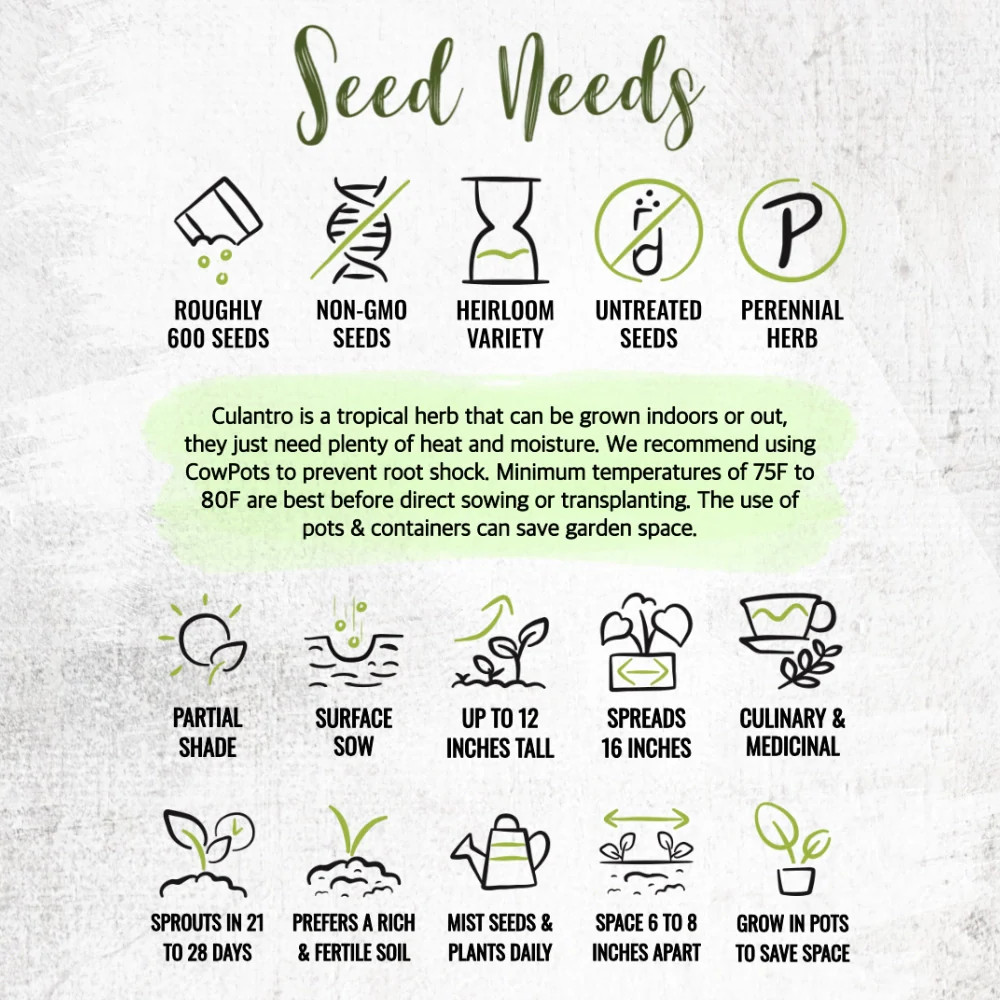 Culantro Herb Seeds For Planting (Eryngium foetidum)
