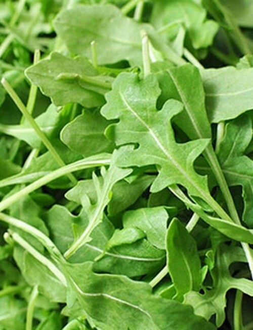 500+ Organic Roquette Arugula Seeds Salad Rocket Garden Rocket Salad green USA