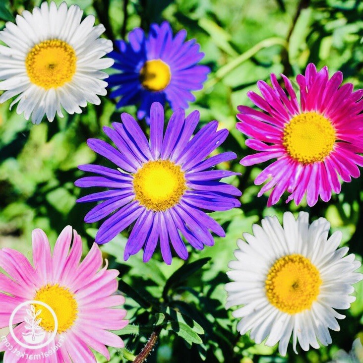CHINA ASTER RAINBOW MIX FLOWER SEEDS FRESH HARVEST NON GMO FREE SHIPPING