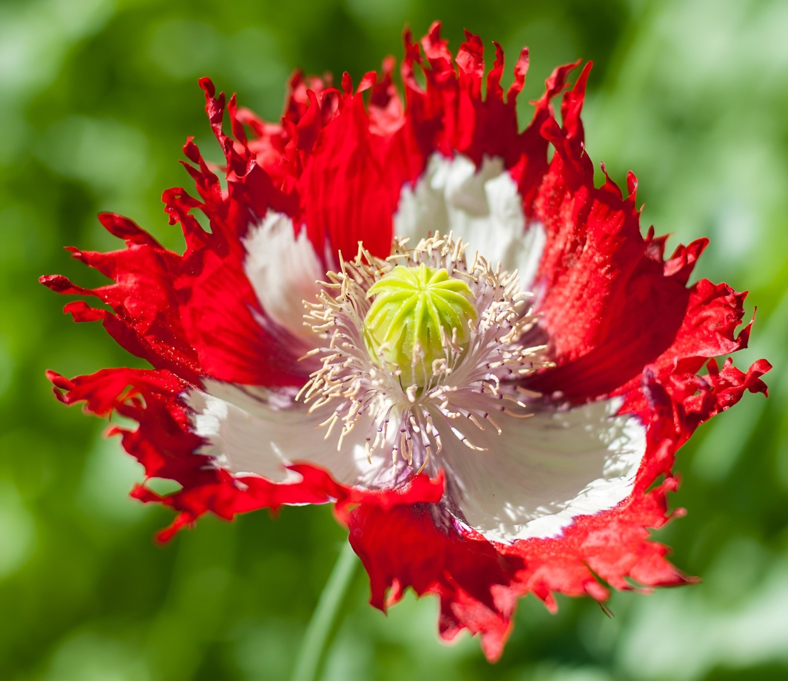 100,000 Danish Flag Poppy Seeds 1.3 Ounces – P. Somniferum -Bulk Size