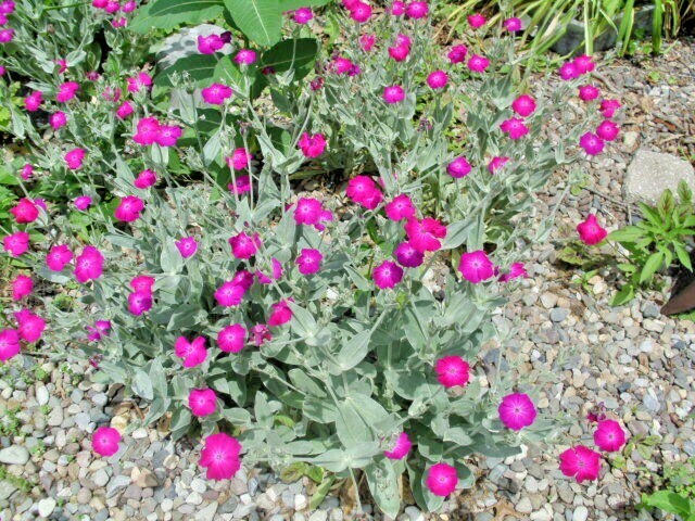 40 ROSE CAMPION SEEDS Lychnis coronaria – rose-pink trumpet shaped flowers