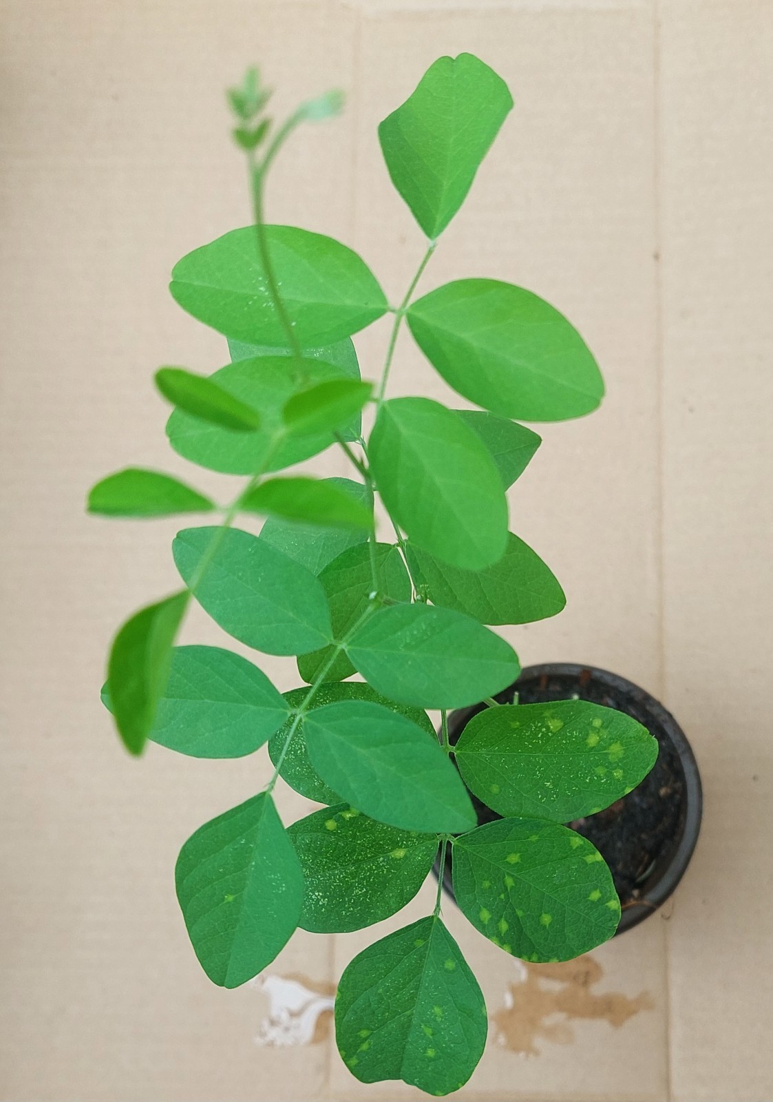 Purple Butterfly Pea live seedling plant (clitoria ternatea) in a Pot ,About 15″