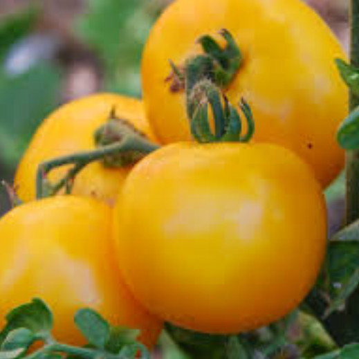 Mountain Gold Tomato Seeds | Non-GMO | Free Shipping | Seed Store | 1038