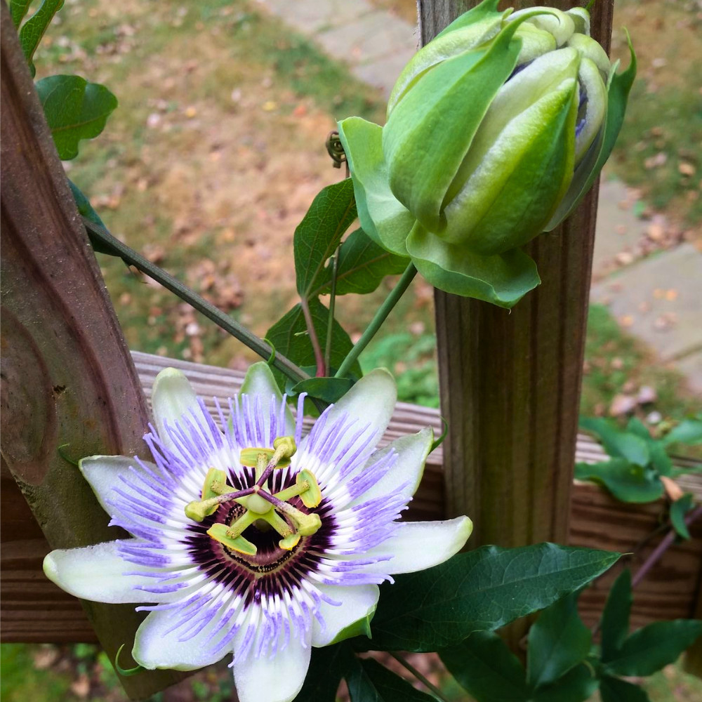 Passiflora Edulis Frederick Live Plant 4-6 Inches Rooted Passionfruit Vine