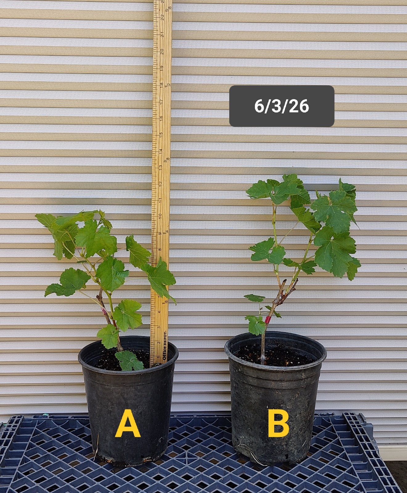 1 (ONE) Live Plant of grape “CATAWBA?” 12-20″ Tall (READ)