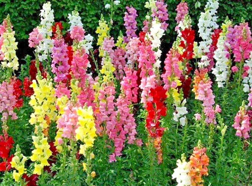 2001+SNAPDRAGON TETRA MIX Flower Seeds Spring Fall Garden Patio Container Easy