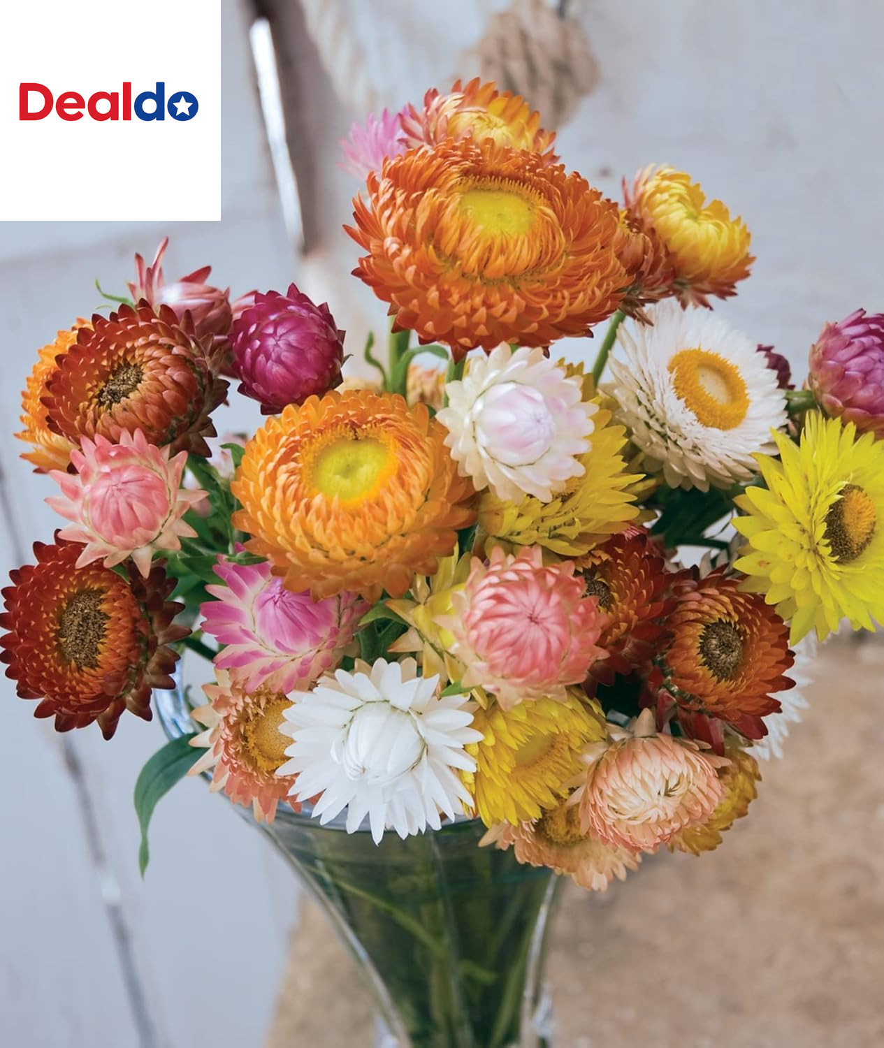 Tall Mixed Colors Strawflower Seeds 750 Seeds