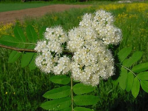 Rowan, (European Mountain Ash), Sorbus aucuparia, Tree Seeds (Fast, Fall Color)