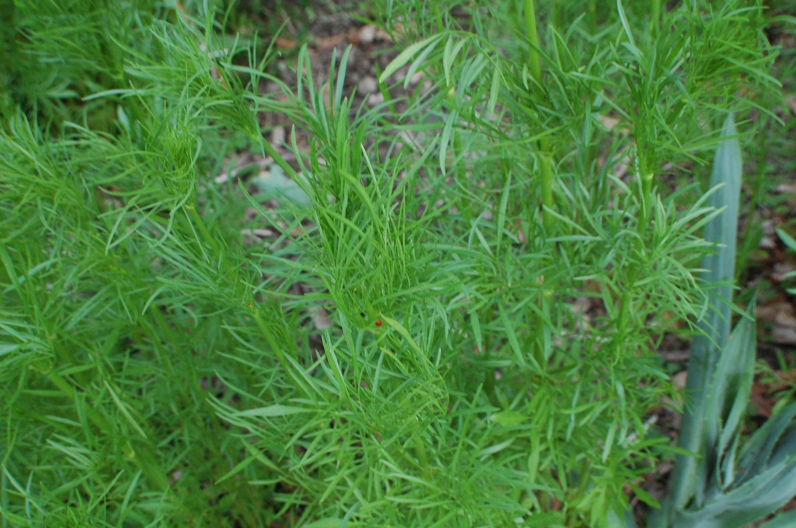 1 gram+ Coreopsis tinctoria Seeds/Tall Plains Coreopsis/Central US Native Plant