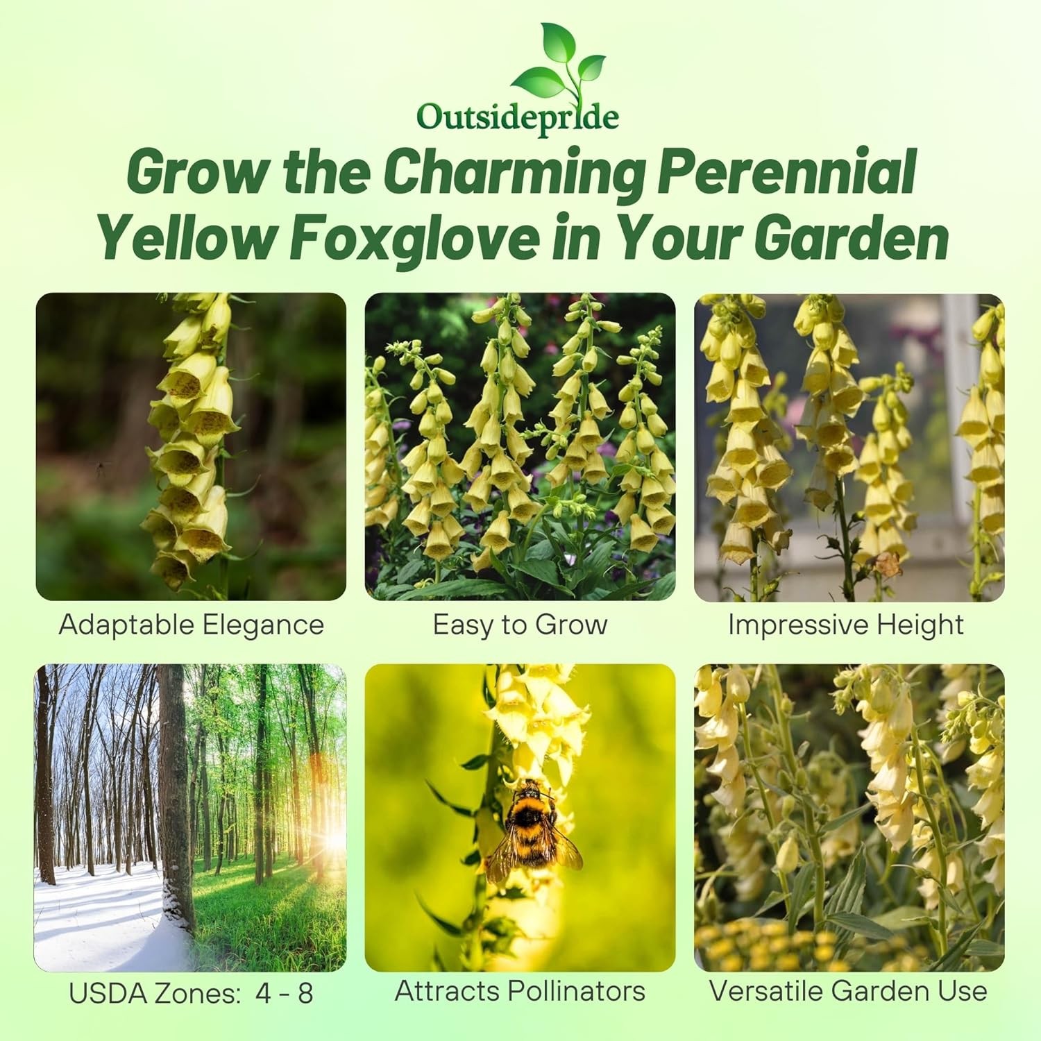 2000 seeds Foxglove Seeds – Digitalis Yellow Wildflower Seed