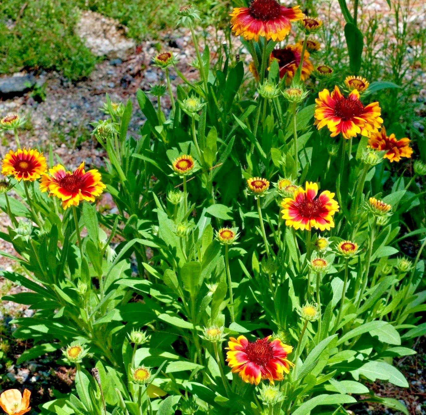 200+INDIAN BLANKET FLOWER Seeds Annual Native Wildflower Drought Heat Container
