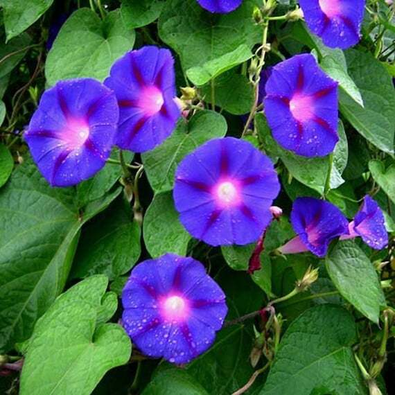 Blue Star Morning Glory Seeds 30+ ipomea Tricolor Flower USA FREE S&H ANNUAL