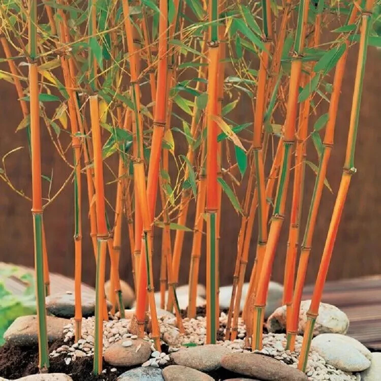 50 Red Bamboo Seeds Privacy Climbing Seed Shade new