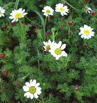 Anacyclus depressus Silver Kisses 1,000 seeds