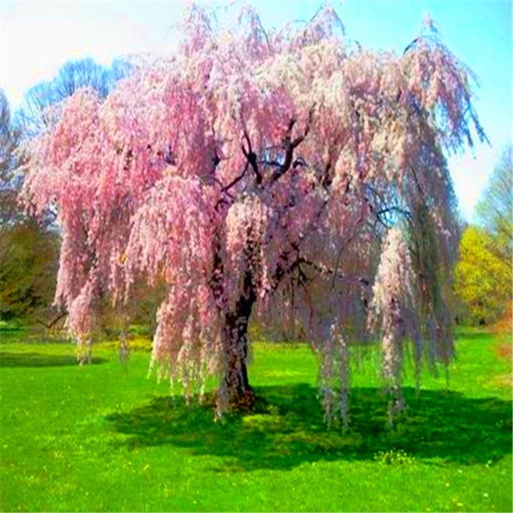 (10) WEEPING SAKURA CHERRY TREE SEEDS rare exotic flower USA SELLER W/TRACK