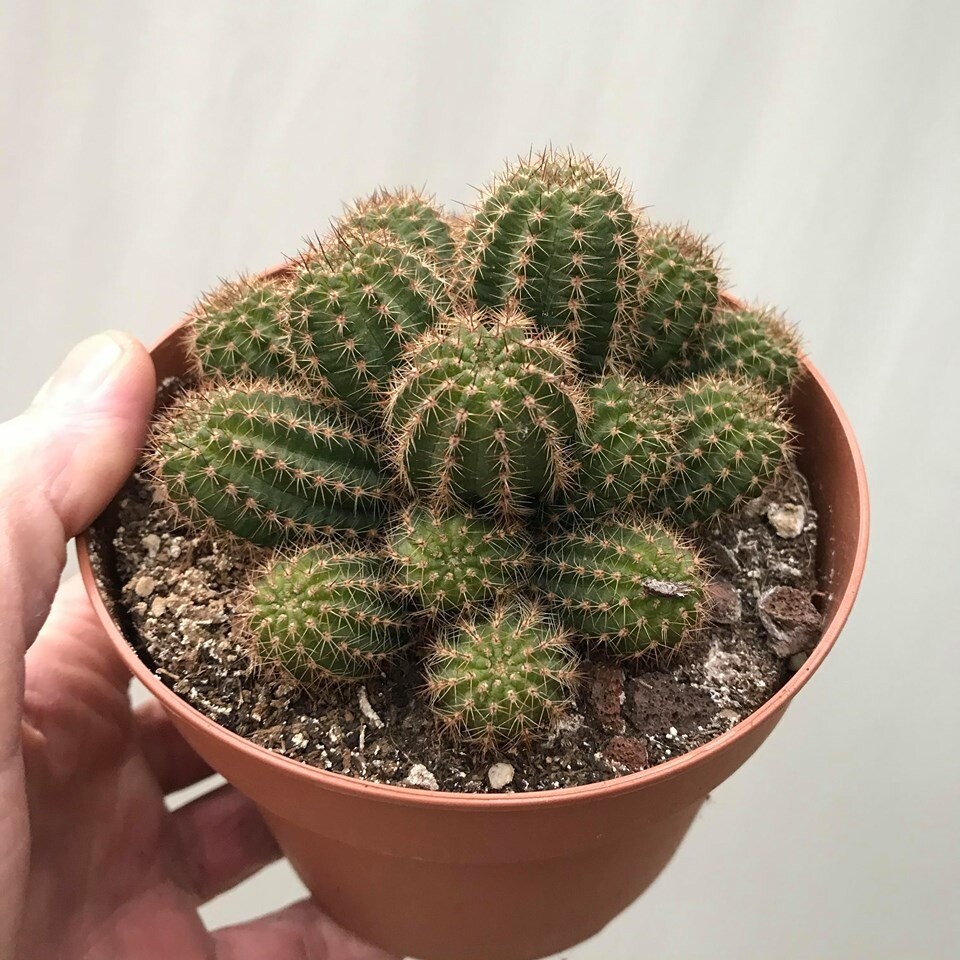 Chamaelobivia (Peanut Cactus) “Sundae” Cactus Seeds (100 Seeds)