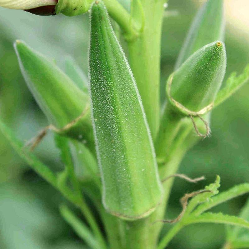 Clemson Spineless Okra Seeds, NON-GMO, Gumbo, Lady’s Fingers, Gombo, Bendi