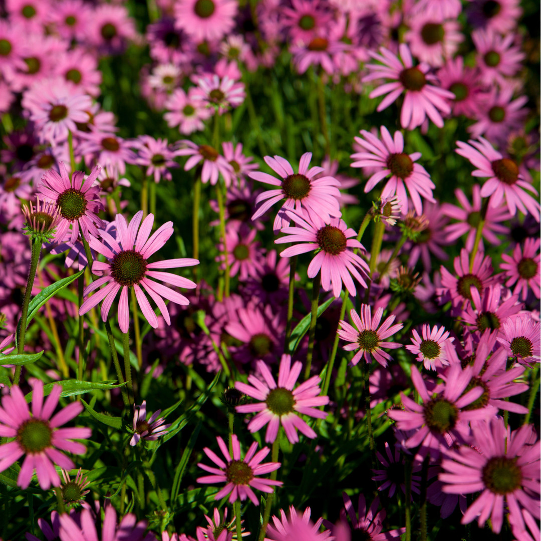 Fresh Echinacea Seeds | Purple Coneflower | Heirloom Non-GMO | Flower Seeds